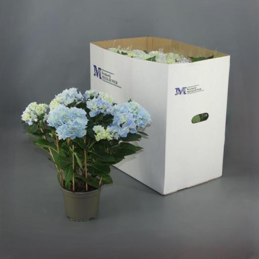 Hortensia azul