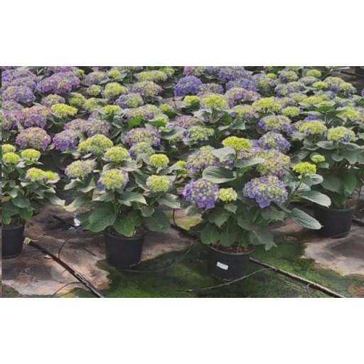 Hortensia azul 60 cm [0]