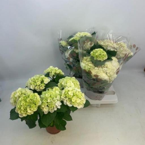 Hortensia blanca