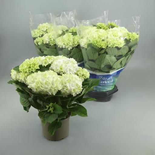 Hortensia blanca