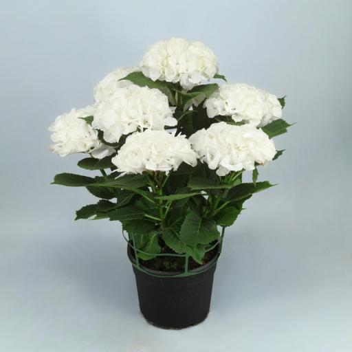 Hortensia blanca 60 cm