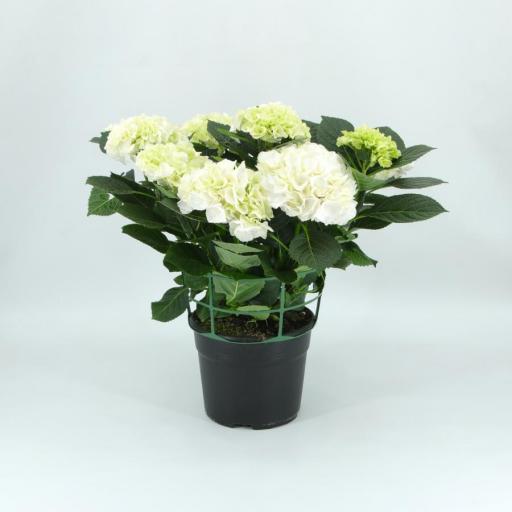 Hortensia  blanca 60 cm
