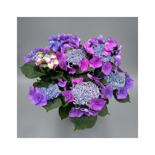 Hortensia morada lace [0]