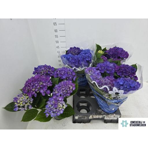 Hortensia morada cote dazur  [0]