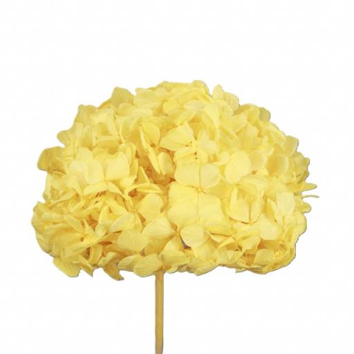 Hortensia preservado amarillo