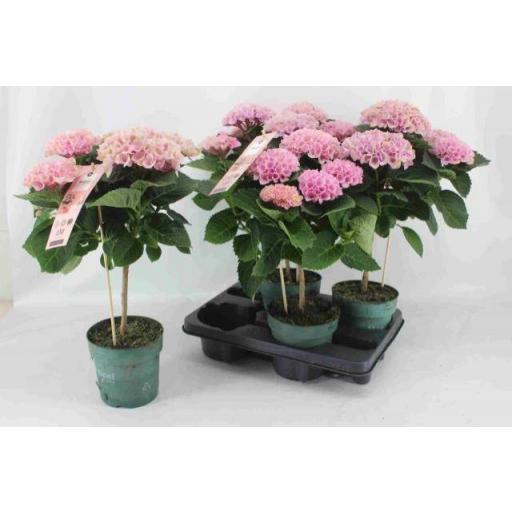 Hortensia revolution rosa pie