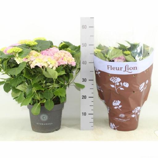 Hortensia rosa 50 cm