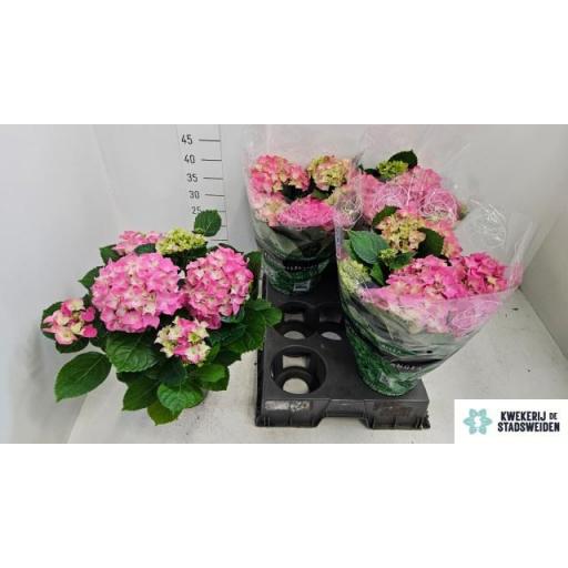 Hortensia rosa