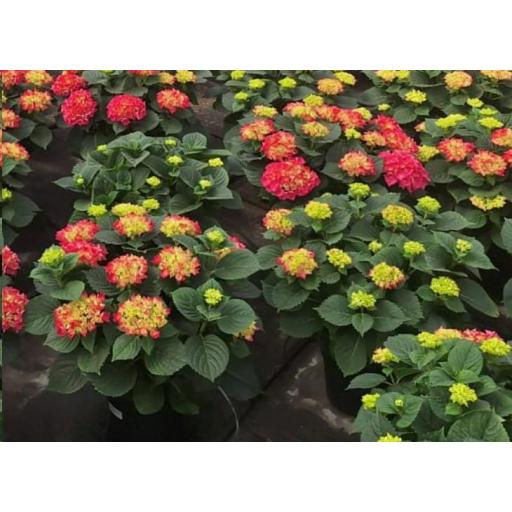Hortensia rosa 60 cm [0]