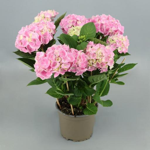 Hortensia rosa