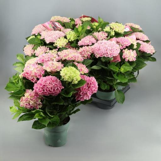 Hortensia rosa revolution