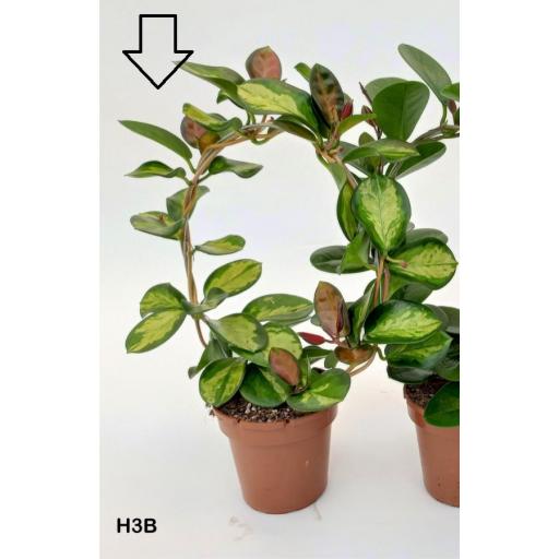 Hoya carnosa 'Albomarginata'