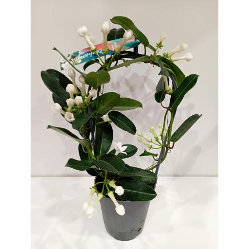 Stephanotis perfumado [1]