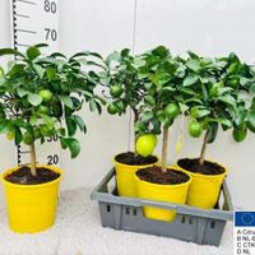 Limonero maceta 70 cm ( Citrus Meyeri Meyer) [0]