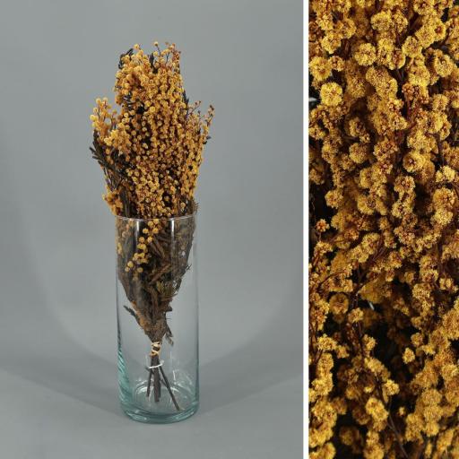Acacia Mimosa Ocre preservado