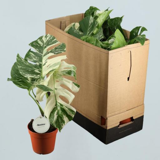 Monstera deliciosa (Costilla de Adán)  variegata