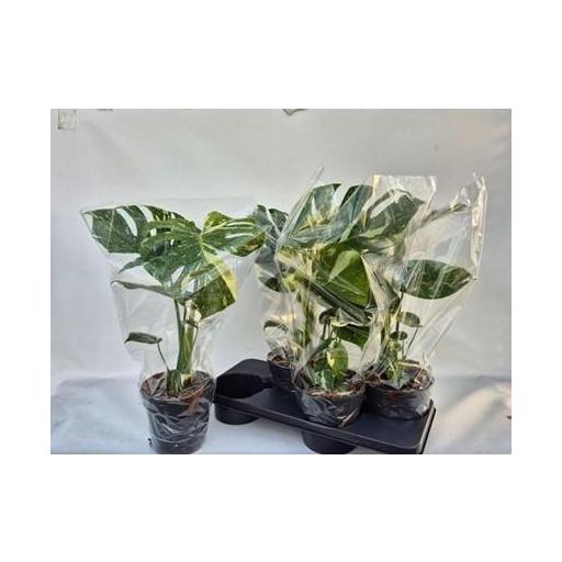 Monstera deliciosa (Costilla de Adán)  variegata 50 cm Thai Constellation