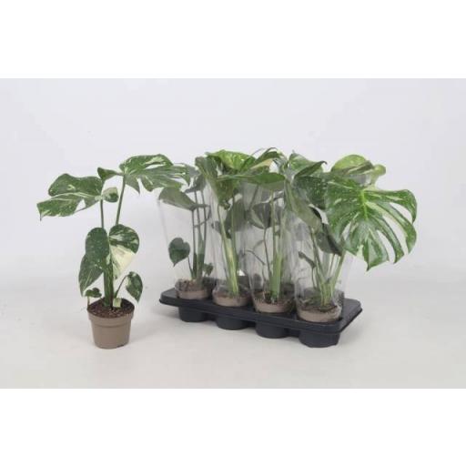 Monstera deliciosa (Costilla de Adán)  variegata 38 cm [0]