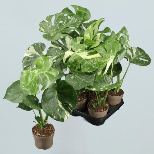 Monstera deliciosa (Costilla de Adán) variegata 38 cm