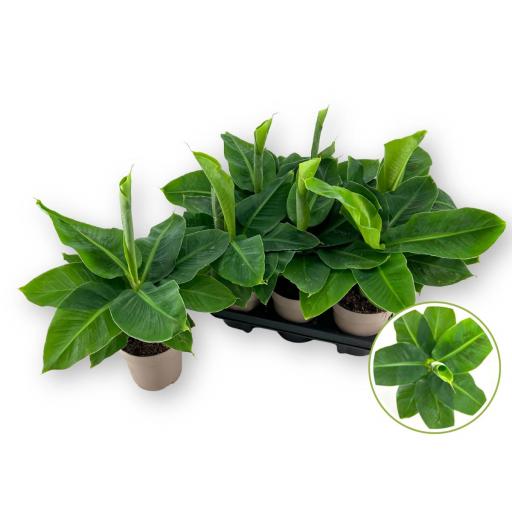 Musa tropicana (platanera) 50 cm [0]