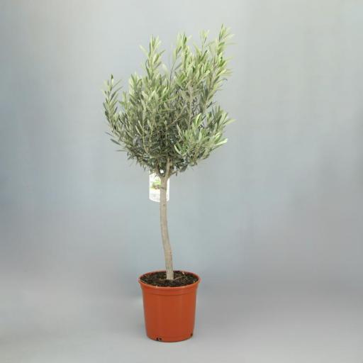 Olea europea 110 cm (olivo) 