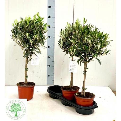 Olea europea  (olivo) 