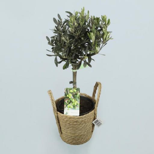 Olivo con macetero (olea europea) [0]