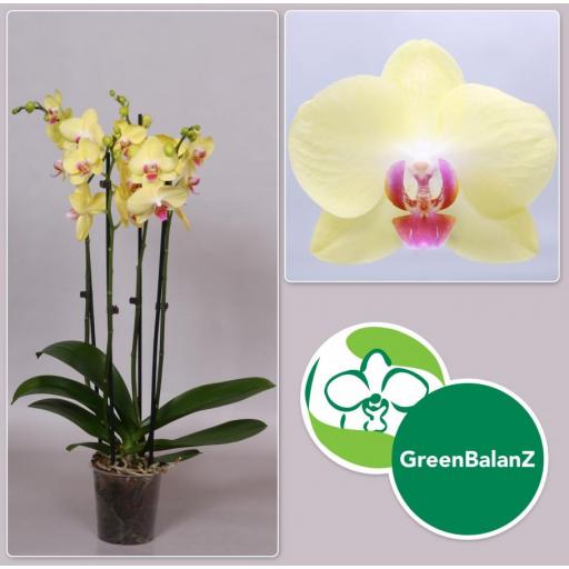 Orquidea Phalaenopsis amarilla geel  4 tallos [0]