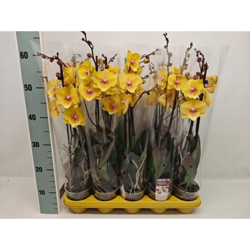 Orquidea Phalaenopsis amarilla gloria 2 tallos