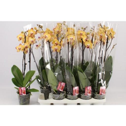 Orquidea Phalaenopsis exotic