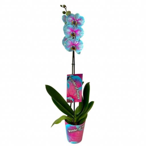 Orquidea Phalaenopsis bicolor 70 cm 1T