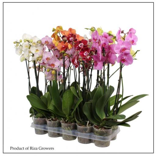 Orquidea Phalaenopsis surtida
