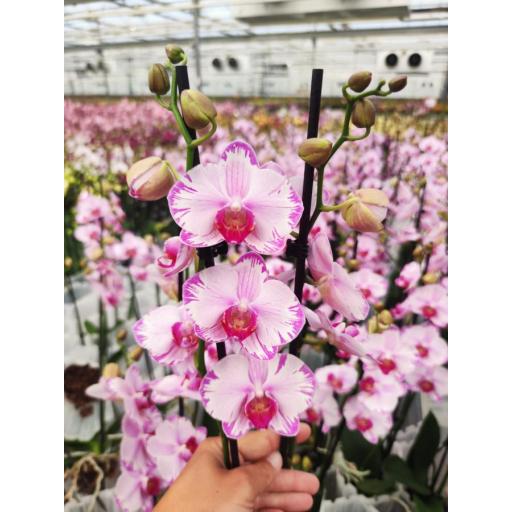 Orquidea Phalaenopsis levante