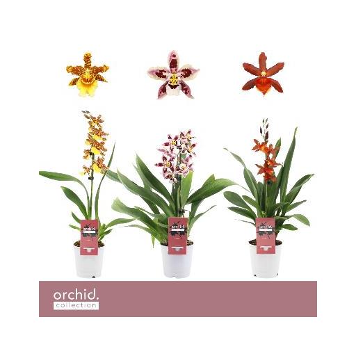 Orquidea cambria