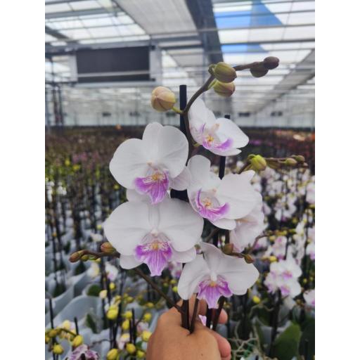 Orquidea Phalaenopsis mia  2 tallos [0]