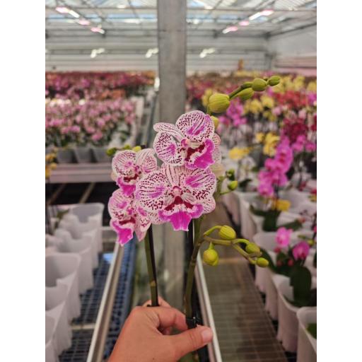 Orquidea Phalaenopsis zoe
