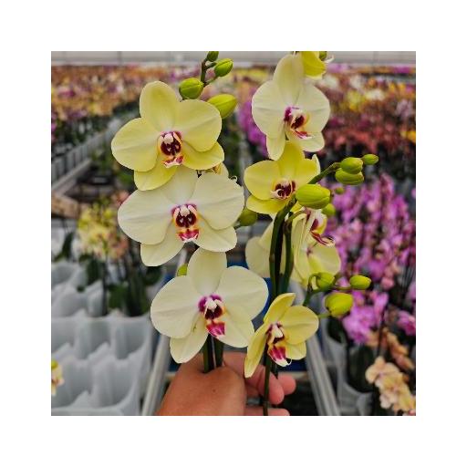 Orquidea Phalaenopsis Sand Pippe