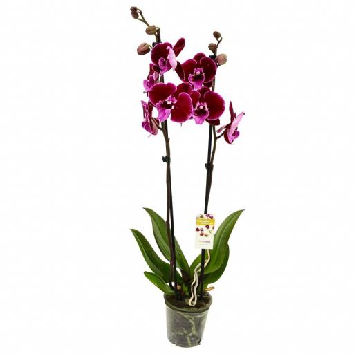 Orquidea Phalaenopsis polka dots 2 tallos [0]