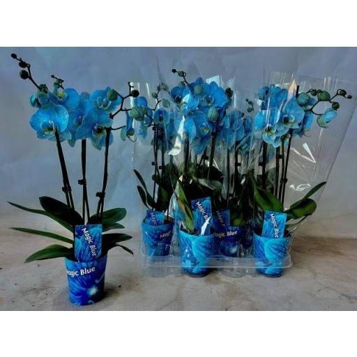 Orquidea Phalaenopsis azul 3 tallos