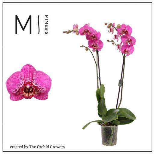 Orquidea Phalaenopsis amadora 2 tallos