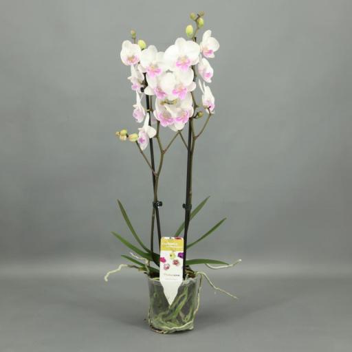 Orquidea Phalaenopsis mia pro