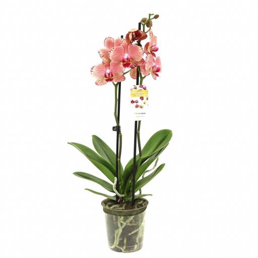 Orquidea Phalaenopsis ubangi 2 tallos