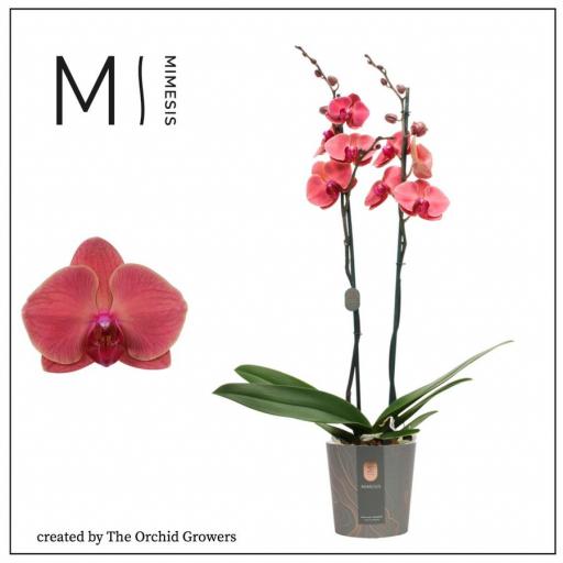 Orquidea Phalaenopsis coral  2 tallos
