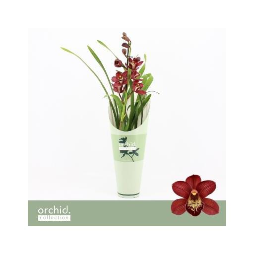 Orquidea cymbidium jolly red