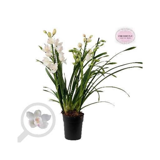 Orquidea cymbidium blanco