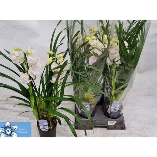 Orquidea cymbidium blanco