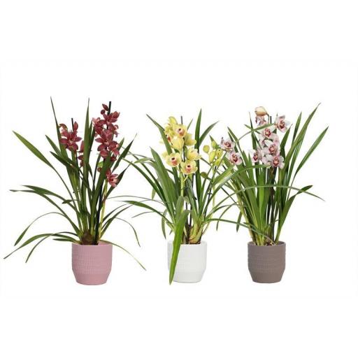 Orquidea cymbidium con macetero cerámico