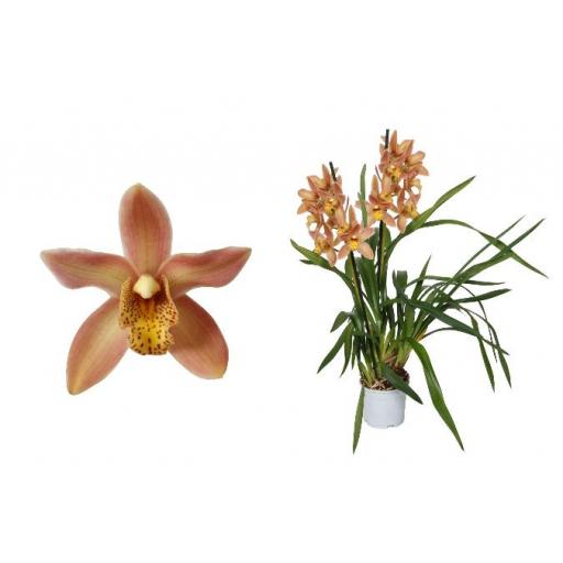 Orquidea cymbidium naranja [0]