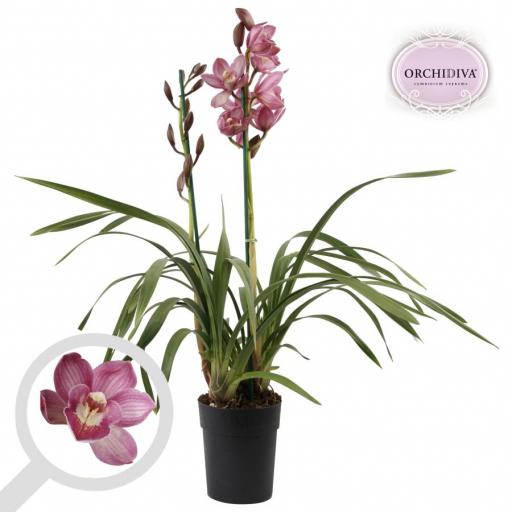 Orquidea cymbidium rosa [0]