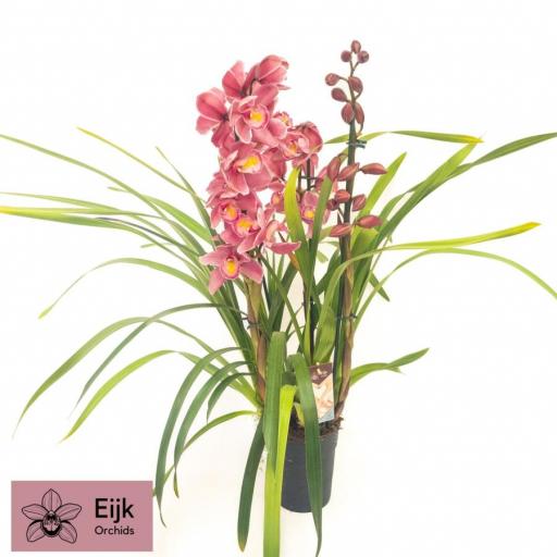 Orquidea cymbidium rosa claro